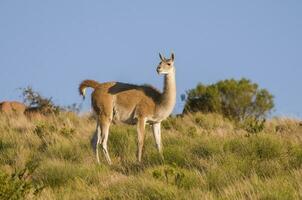 guanacos i chile foto