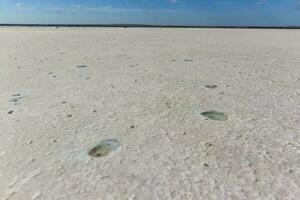 salt fält i dunaliella salina, argentina foto