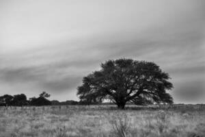 landskap las pampas, argentina foto