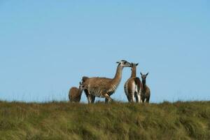 guanacos i chile foto