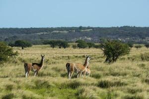 guanacos i chile foto