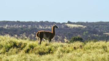 guanacos i chile foto