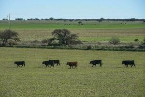 tjur föder upp i de argentine landsbygden foto