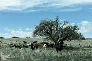 tjur föder upp i de argentine landsbygden foto