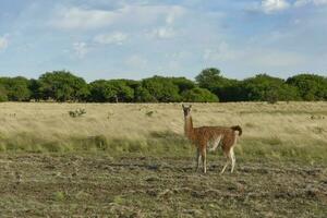 guanaco däggdjur i de vild, söder Amerika foto