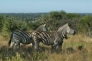 skön zebror i afrika foto