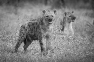 liten hyena i afrika foto