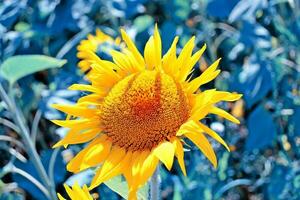 ljus färgrik blomma solros på bakgrund sommar landskap foto