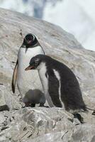 pingviner i patagonien foto