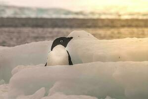 pingviner i patagonien foto