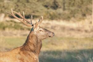 röd rådjur i luro natur boka foto