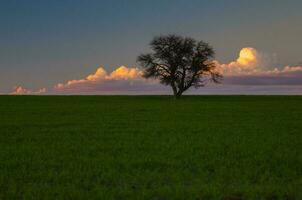 en ensam träd i en fält med moln i de himmel foto