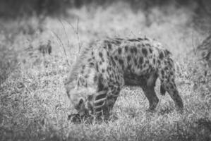 hyena äter ett djur- foto