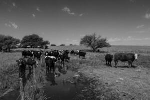 tjur föder upp i de argentine landsbygden foto