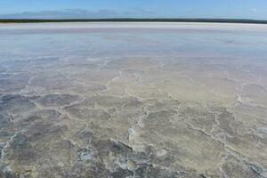 salt fält i dunaliella salina, argentina foto