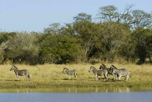 skön zebror i afrika foto