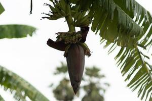 fokus på de banan groddar. asiens bäst frukt tropisk frukt. bakgrund bild, tapet och kopia Plats. banan träd. rå banan på träd. foto