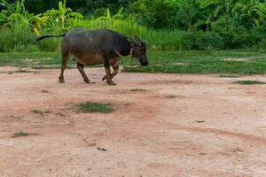thai buffel i de äng gående i thailand foto