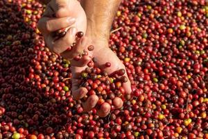 röda kaffebönor bär i handen och torkningsprocessen