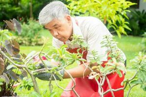 en Lycklig och leende asiatisk gammal äldre man är beskärning kvistar och blommor för en hobby efter pensionering i en Hem. begrepp av en Lycklig livsstil och Bra hälsa för seniorer. foto