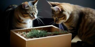 ai genererad. ai generativ. katter med kattmynta på Foto äta friska växt tillsammans. kärlek sällskapsdjur romantisk sällskapsdjur. grafisk konst
