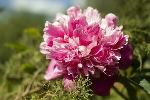 pion i trädgård. stor blomma. rosa blomma i trädgård. foto