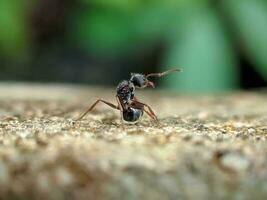 makro skott av svart myror på en grov cement vägg foto