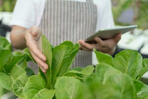 organisk jordbruk, sallad odla. jordbrukare kontrollera igen kvalitet spela in på Ansökan på läsplatta. hydroponik vegetabiliska växa naturligtvis. växthus trädgård, ekologisk biologisk, friska, vegetarian, ekologi foto