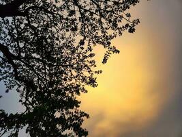 skön blad och himmel bakgrund foto