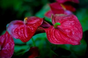 röd anthurium blomma. hemplanta dekoration i trädgård foto