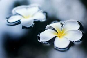tropisk blomma frangipani plumeria flytande på vatten. foto