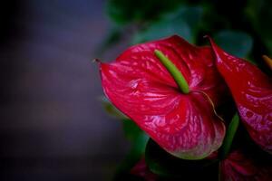röd anthurium blomma. hemplanta dekoration i trädgård foto