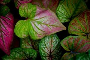 caladium bicolor växt blad. hemplanta trädgård dekoration foto