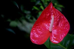 röd anthurium blomma. hemplanta dekoration i trädgård foto