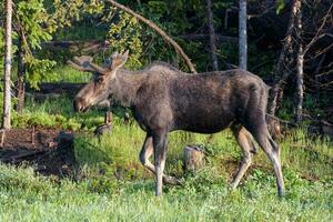 tjur älg i de colorado klippig bergen foto