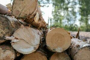 tall loggar närbild. avskogning. trä förberedelse. skogsavverkning industri foto