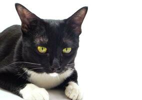 söt svart hårig katt med gul ögon liggande isolerat på vit och ser i kamera. foto