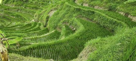 grön landskap terrasser av ris fält i indonesien foto