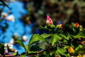 hibiskus syriacus skön vit blommor med vinröd öga foto