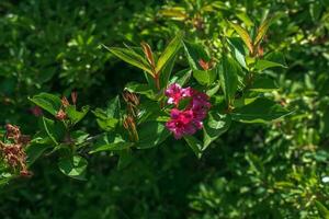 rosa delikat weigela blommor i de vår trädgård foto
