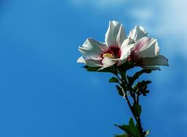 hibiskus syriacus skön vit blommor med vinröd öga foto