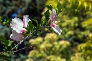 hibiskus syriacus skön vit blommor med vinröd öga foto