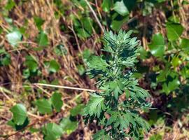 malört eller artemisia absinthium l på en suddig bakgrund foto