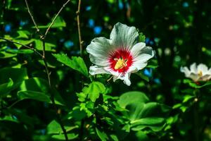 hibiskus syriacus skön vit blommor med vinröd öga foto