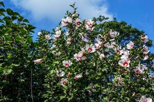 hibiskus syriacus skön vit blommor med vinröd öga foto