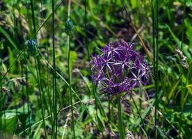 lila allium cristophii blomma blomning i vår. kopia Plats. selektiv fokus. foto