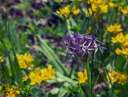 lila allium cristophii blomma blomning i vår. kopia Plats. selektiv fokus. foto