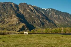 Fantastisk landskap med hög berg, grön gräs och vit häst. altai, ryssland foto