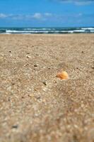 gyllene sand med snäckskal mot de bakgrund av blå himmel och hav vågor foto