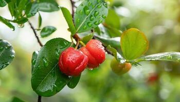 acerola på de träd med vatten droppar på en naturlig bakgrund foto